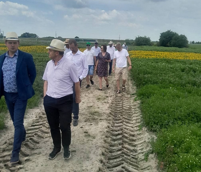Wizytacja członków zespołu na doświadczeniach z łubinami