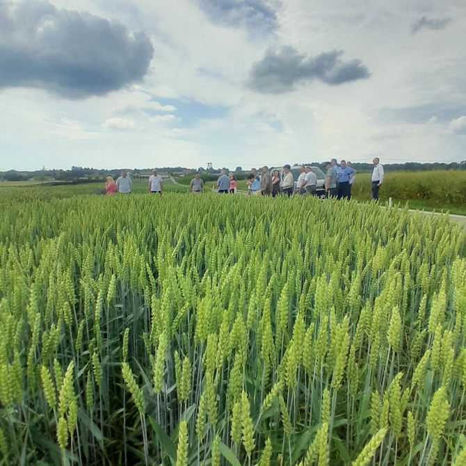 Zdjęcie z kłosami pszenicy nad ktrymi stoją członkowie zespołu